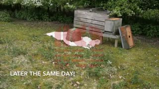 فیلم آموزش زنبورداری بصورت کامل و گام به گام-www.118file.com