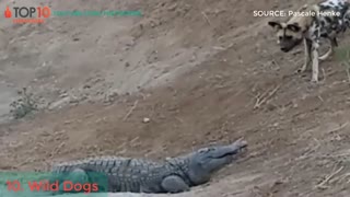 10تا از حیواناتی که می توانند کروکودیل شکار کنند