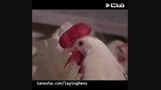 قیمت خرید جوجه مرغ اجداد یکروزه