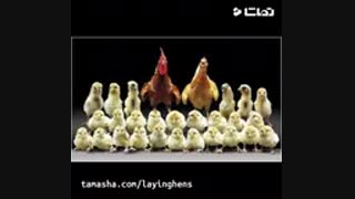 تخم مرغ نطفه دار فروش جوجه یکروزه خرید تخم مرغ