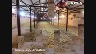 فروش جوجه یکروزه تجارتی فروش تخم مرغ