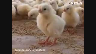 فروش جوجه یکروزه تخمگذار فروش تخم مرغ