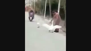 جنگ اردک وپیرمرد