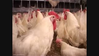 فروش جوجه یکروزه تخمگذار فروش تخم مرغ