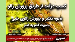 دوره کامل تکثیر و پرورش زالو