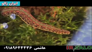 پرورش و تکثیر زالو