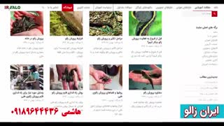 سایت ایران زالو دات کام با مدیریت مهندس هاشمی