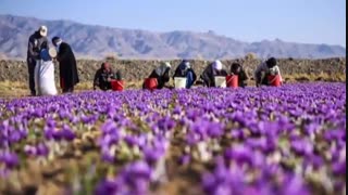 کشاورزی، از تولید به مصرف