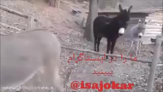 خر عاقل،الاغ،تورم،گرانی،تقلید کورکورانه،کلید زنگ زده،کمپین،دولت بی تدبیر