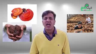 قارچ گانودرما