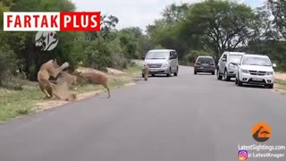 لحظات عجیب شکار آهو توسط چند شیر