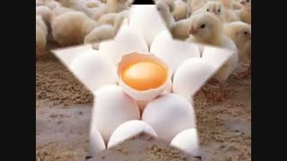 قیمت خرید جوجه یکروزه فروش مرغ