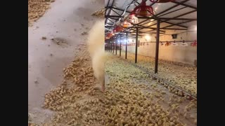 جوجه یک روزه مادر جوجه اجداد