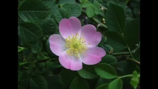 خواص میوه گل نسترن و کاربرد این گیاه در طب سنتی