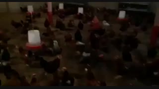 فروش مرغ 8 ماهه گلپایگانی