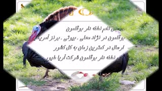 تخم بوقلمون نطفه دار برای جوجه کشی