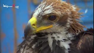 مجموعه بی بی سی سیاره انسان ها ، استفاده انسان از عقاب برای شکار