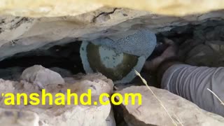 برداشت عسل وحشی کوهی