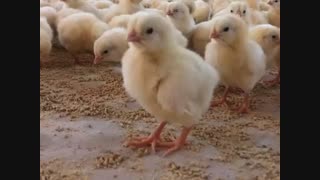 تولید جوجه یکروزه وفروش مرغ