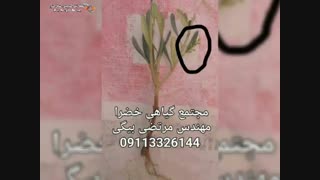 تکتیر و پرورش ارقام شناسه دار نهال زیتون در رشت