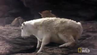شکست گربه وحش از بز کوهی
