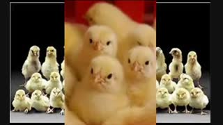 تولید مرغ تخم گذار فروش مرغ