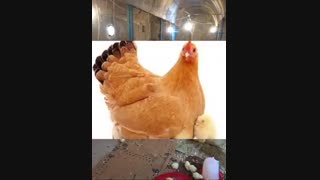 پرورش جوجه ومرغ خرید جوجه یکروزه