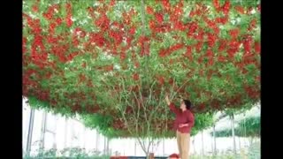 Modern agriculture techniques