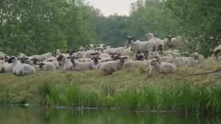 Sheep in Nature - Free Footage - 4K (PANASONIC GH4)