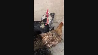 فروش خروس بلک استار09121986651