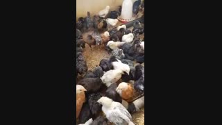 فروش بلک استار 1 ماهه-09121986651