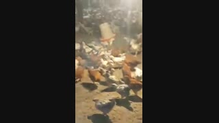 فروش جوجه گلپایگان09121986651-09123968671