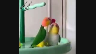 این است لذت برد♡~♤