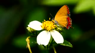 لنزها و دوربین های عکاسی-عکاسی با لنز ماکرو-لنز ماکرو نیکون-اجاره لنز و دوربین پارس لنز