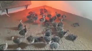 فروش شترمرغ گردن آبی 10روزه و1ماهه 09123968671 و 09121986651