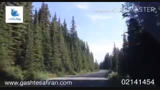 حیات وحش البرتا کانادا
