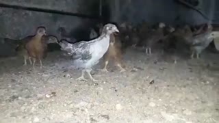 فروش مرغ بومی گلپایگان 400 گرمی09121986651-09123968671