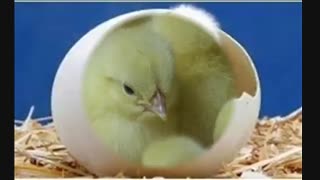 جوجه یک روزه مادر جوجه اجداد