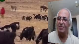 چوپانی : اثری زیبا از استاد هوشنگ رئوف با دکلمه ی شاعر