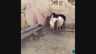 روحانی مچکریم