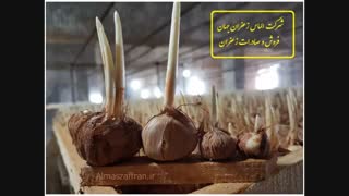 آموزش کاشت زعفران گلخانه ای