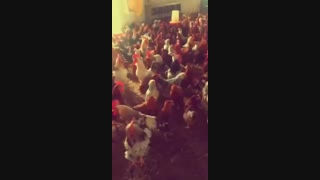 فروش مرغ بومی گلپایگان 7 ماهه09121986651-09123968671