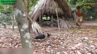 نجات وحشتناک سگ زخمی از دست مار پیتون توسط انسان