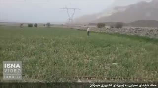 حمله ملخ‌ها به زمین‌های کشاورزی هرمزگان