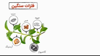استویا    stevia