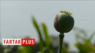 تریاکی شدن طوطی‌ها در مزرعه خشخاش!