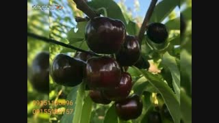 نهالستان دانش برتر مشهد