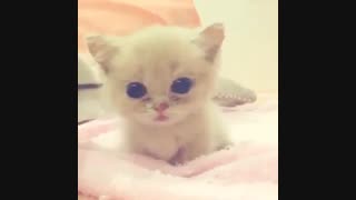 تولدت مبارک ❤️ غزلی خوشگل و نازم