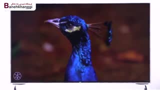 معرفی تلویزیون جدید ال جی  sj 800 v در فروشگاه آنلاین banehkhanegi (بانه خانگی)