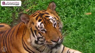 معرفی تلویزیون جدید ال جی  sj 850 v در فروشگاه آنلاین banehkhanegi (بانه خانگی)